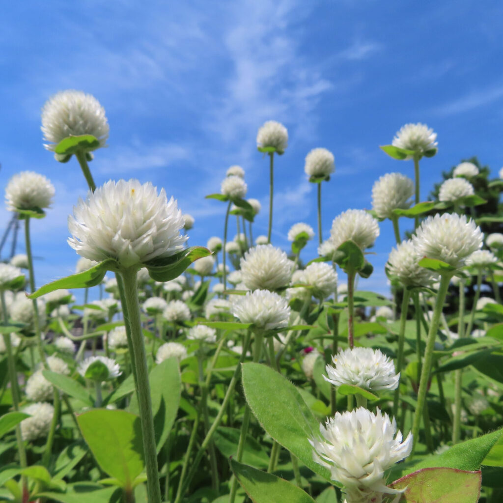 青空の下で白いセンニチコウ群生を見上げた広角写真