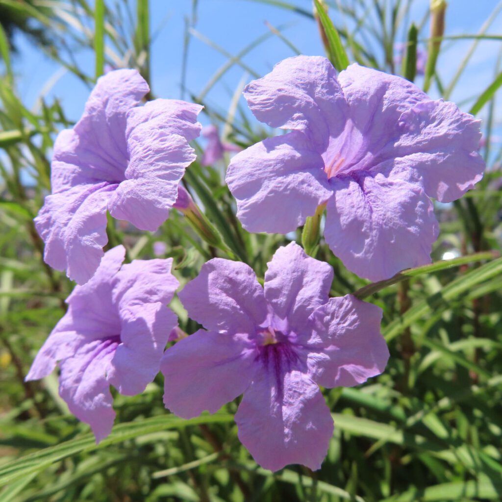 青空と4輪の花が映えるヤナギバルイラソウのクローズアップ
