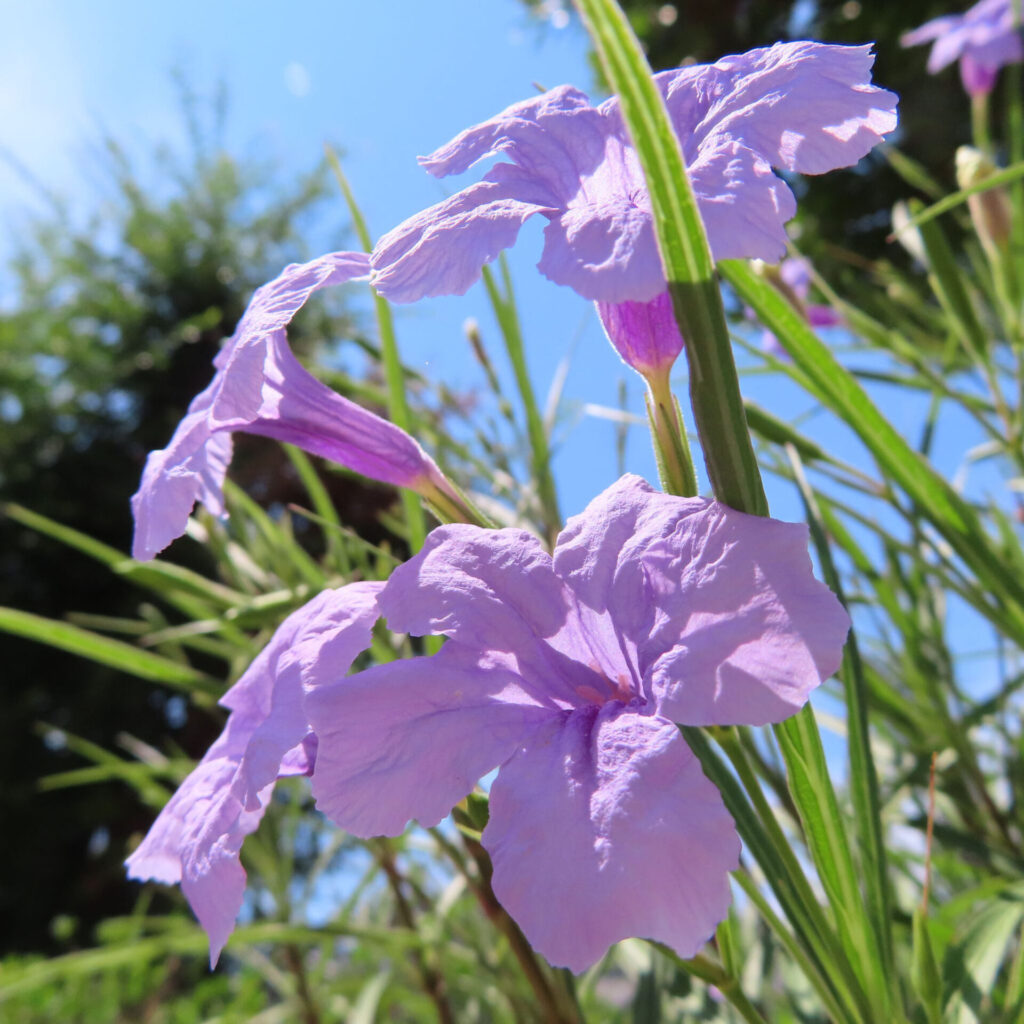 空を背景にしたヤナギバルイラソウの立ち姿と紫の花