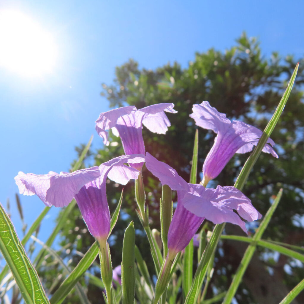 太陽光に透けるヤナギバルイラソウの紫色の花々