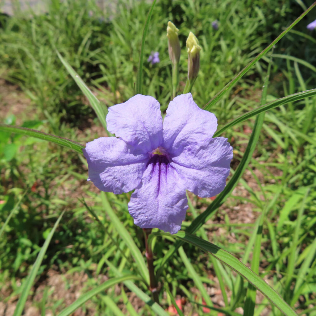 夏の庭に咲く一輪のヤナギバルイラソウの花の正面アップ