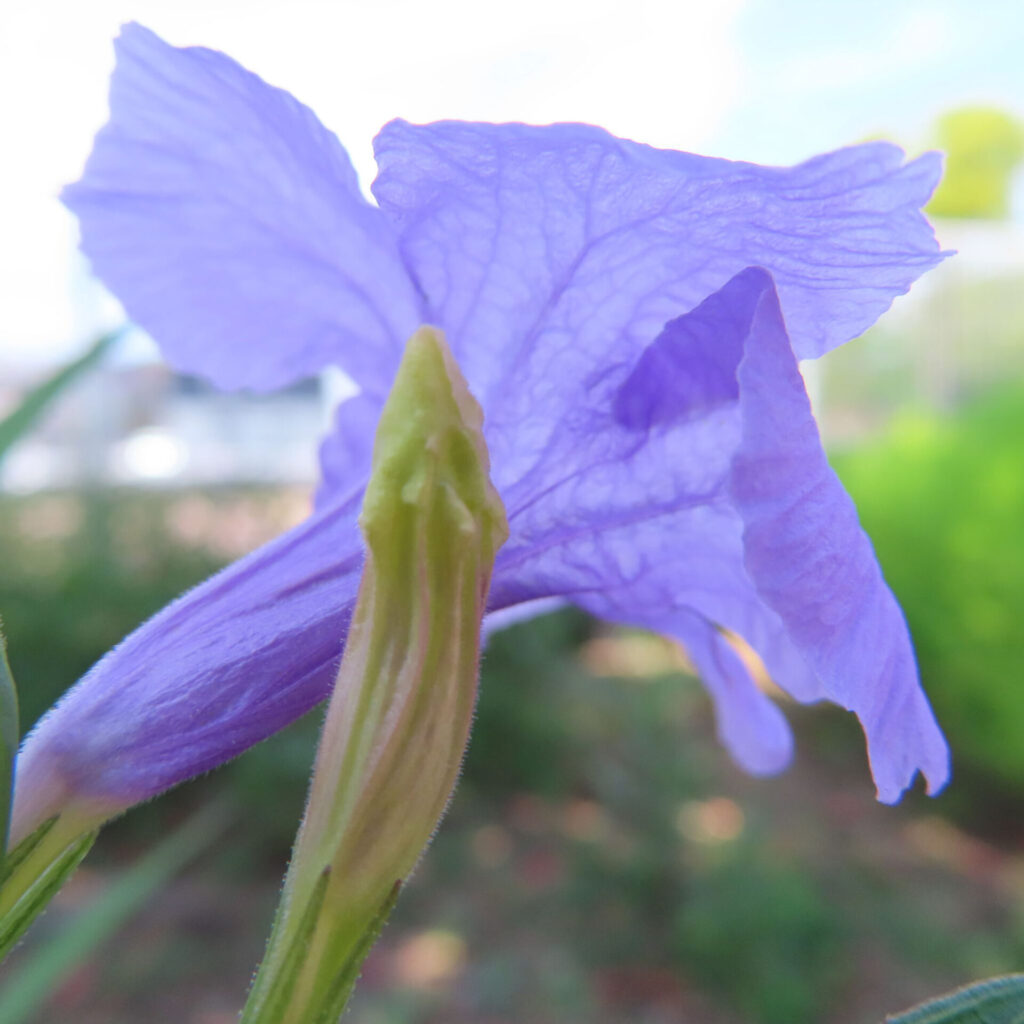 蕾と咲きかけの花が並ぶヤナギバルイラソウのアップ