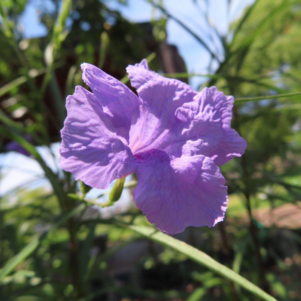 光を浴びるヤナギバルイラソウの花と蕾の横顔