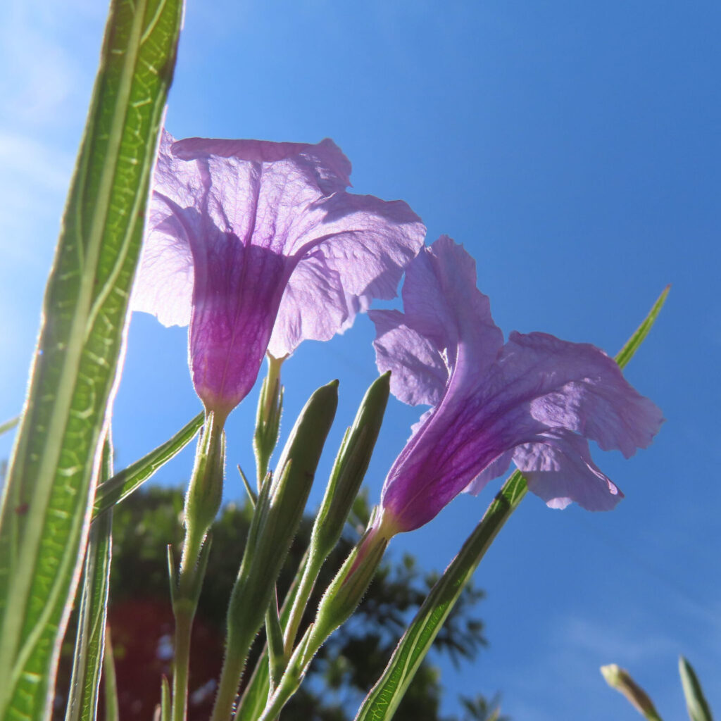 青空に向かって咲く2輪のヤナギバルイラソウと蕾
