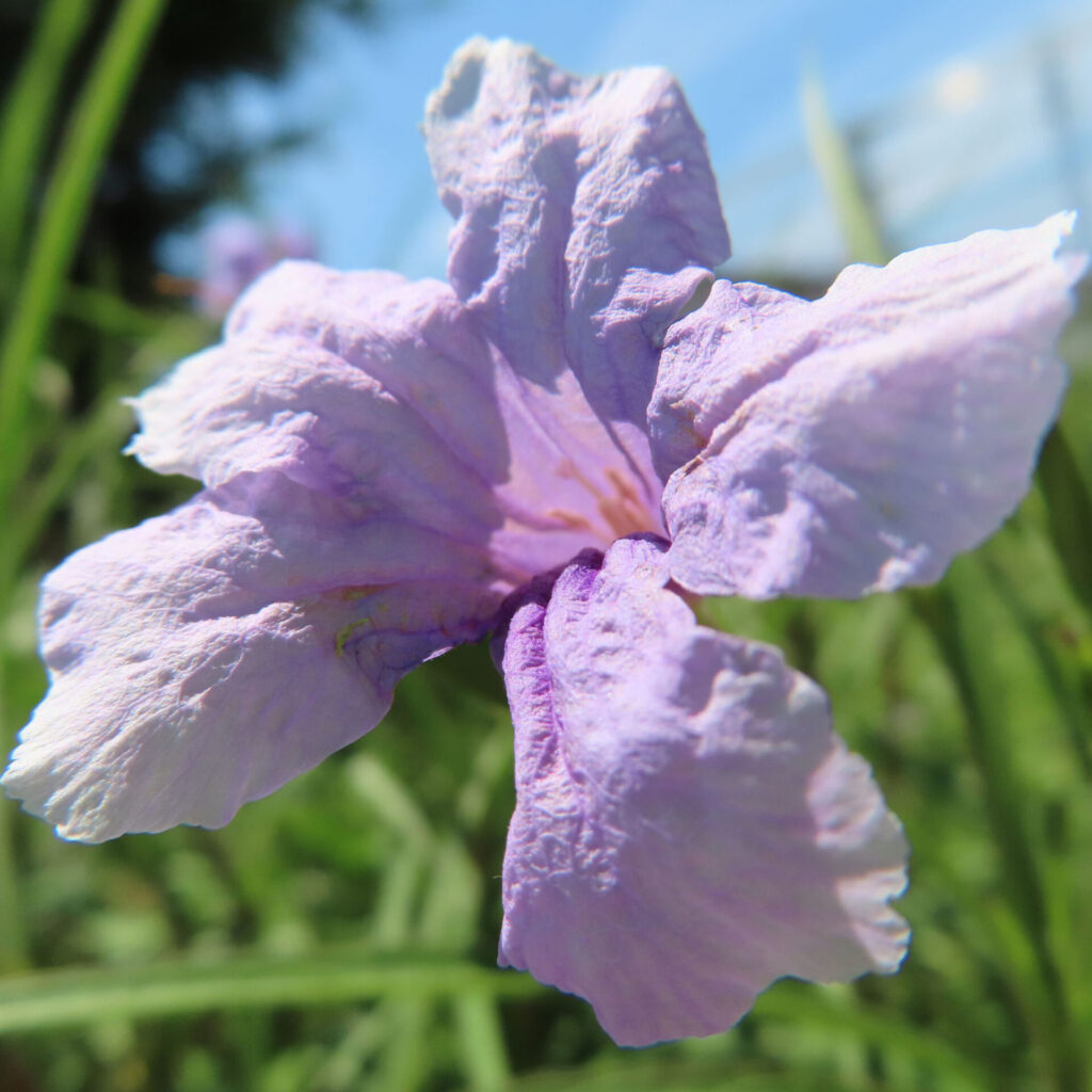 淡い紫色の花びらが広がるヤナギバルイラソウのアップ