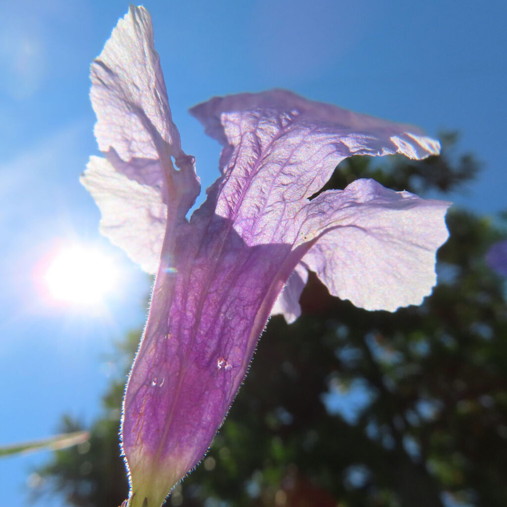 逆光に輝くヤナギバルイラソウの紫色の花の後ろ姿