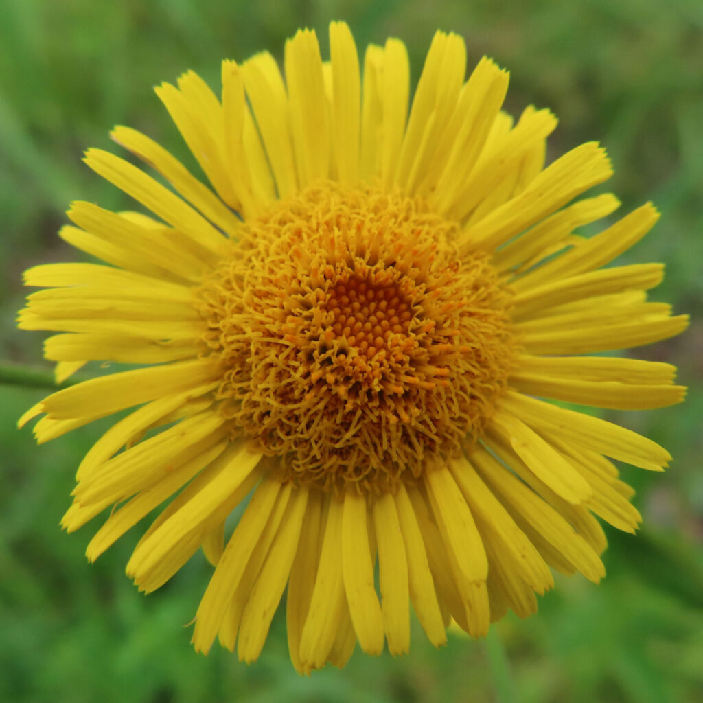 夏の草原に咲くオグルマの黄色い花の接写写真