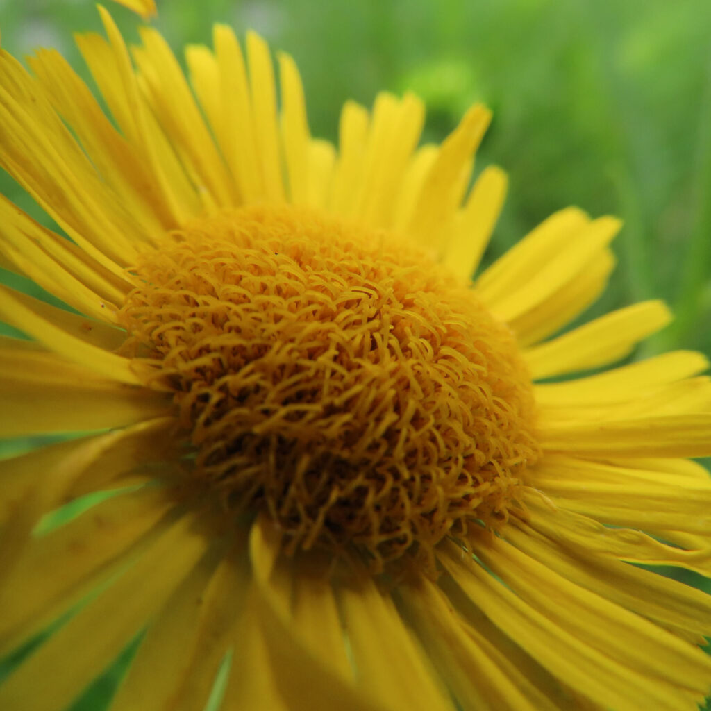 黄色い花びらと筒状花が美しいオグルマのアップ写真