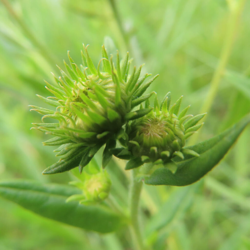 つぼみが開きかけたオグルマの緑色の花芽の接写写真