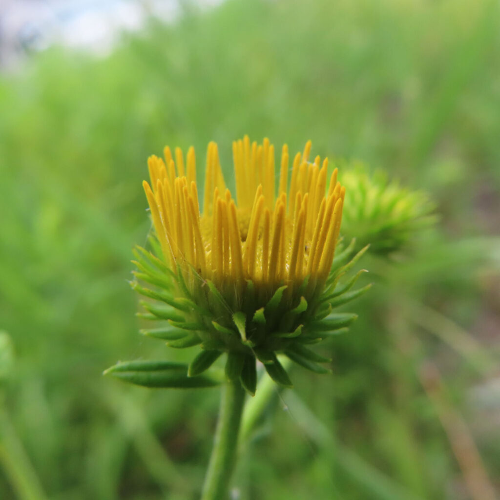 開花直前のオグルマの黄色いつぼみを捉えた写真
