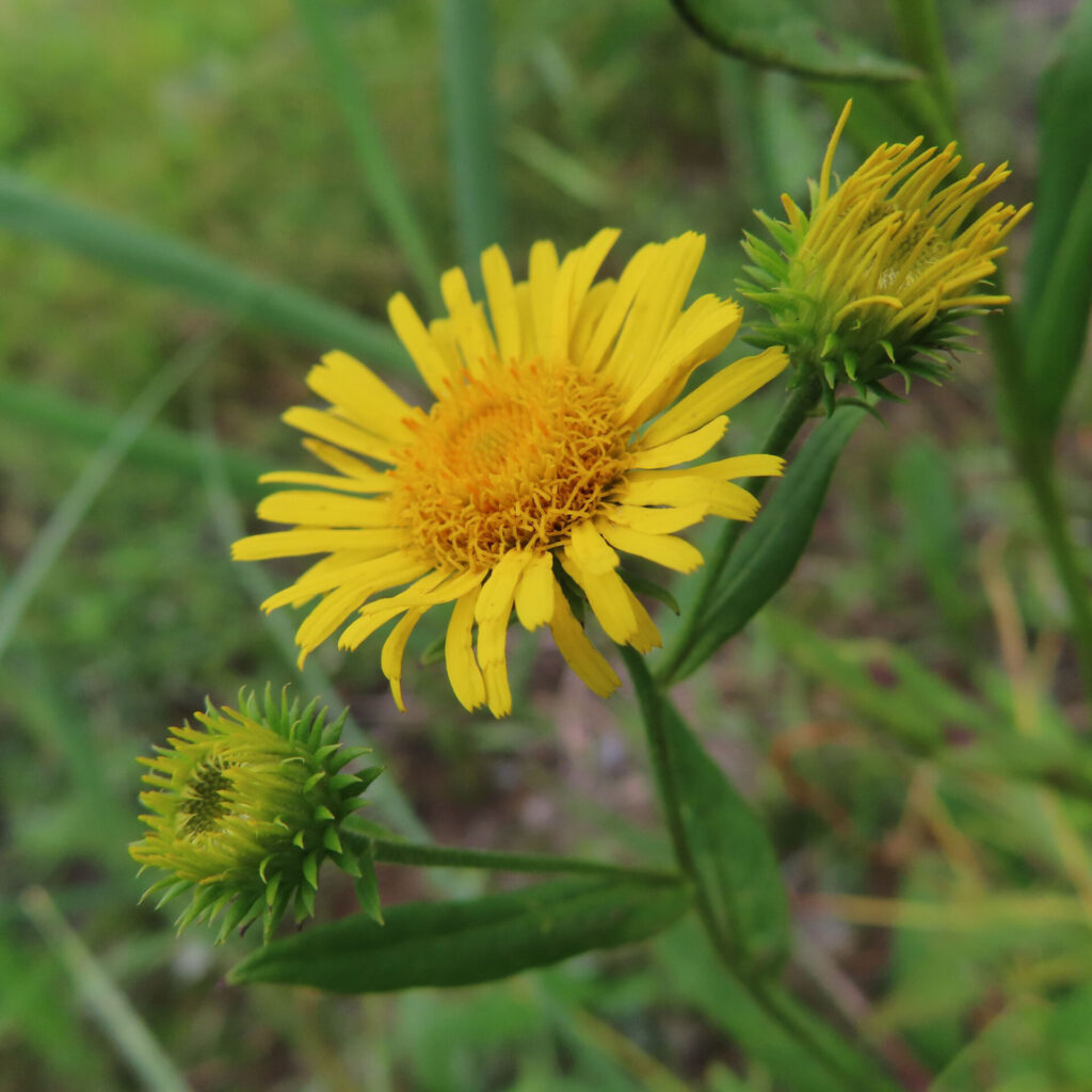 咲き始めのオグルマと周囲のつぼみを写した野草写真