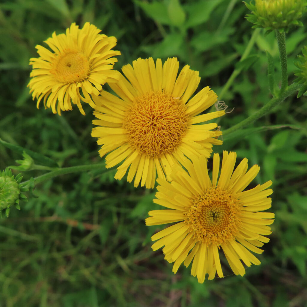 三輪並んで咲くオグルマの黄色い花の群生写真