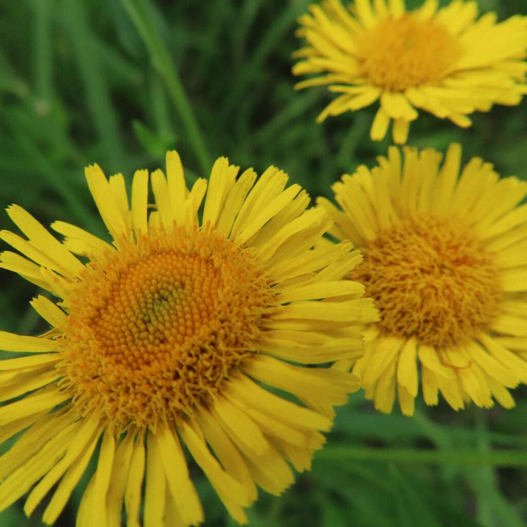 夏に咲くオグルマの黄色い花三輪のクローズアップ写真