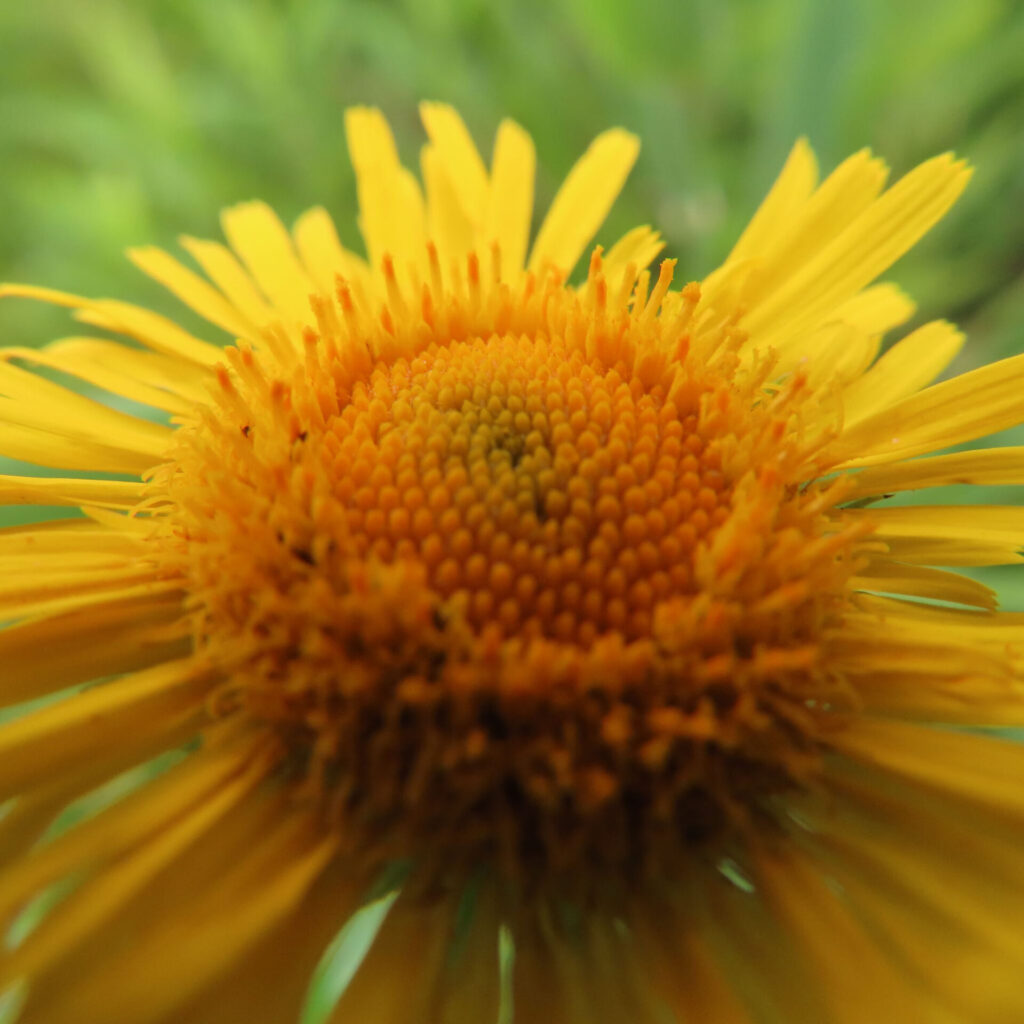 オグルマの黄色い花を大きく接写したマクロ写真