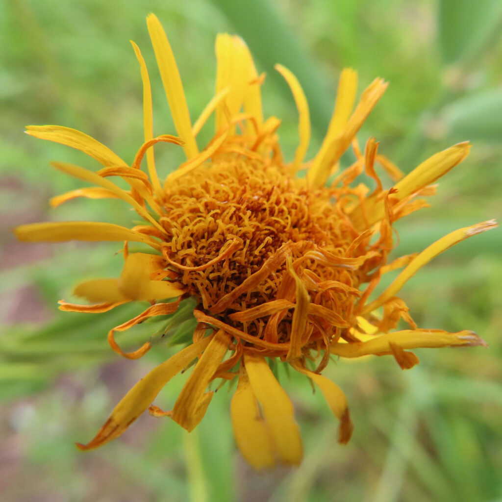 花びらが枯れかけたオグルマの終わりかけの花の写真