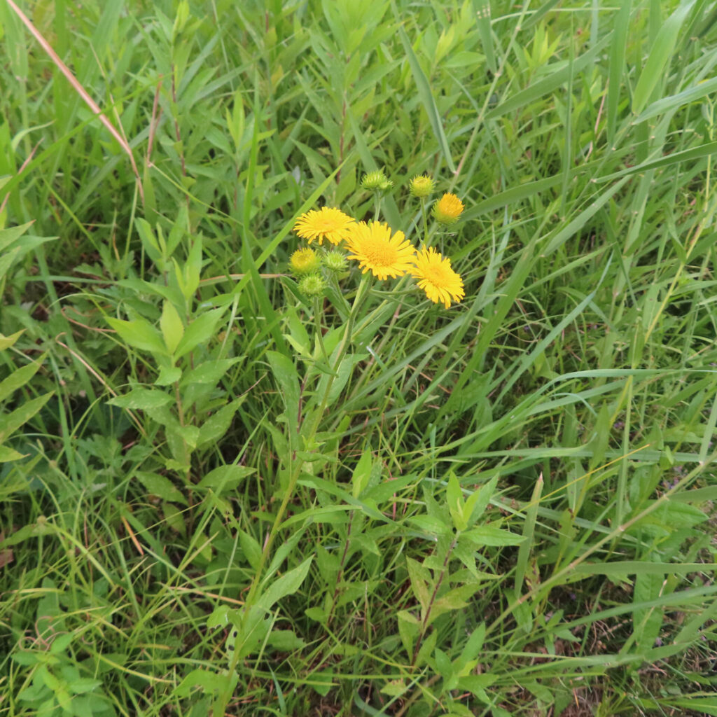 草原の中に咲くオグルマの黄色い花と周囲の葉を写した写真