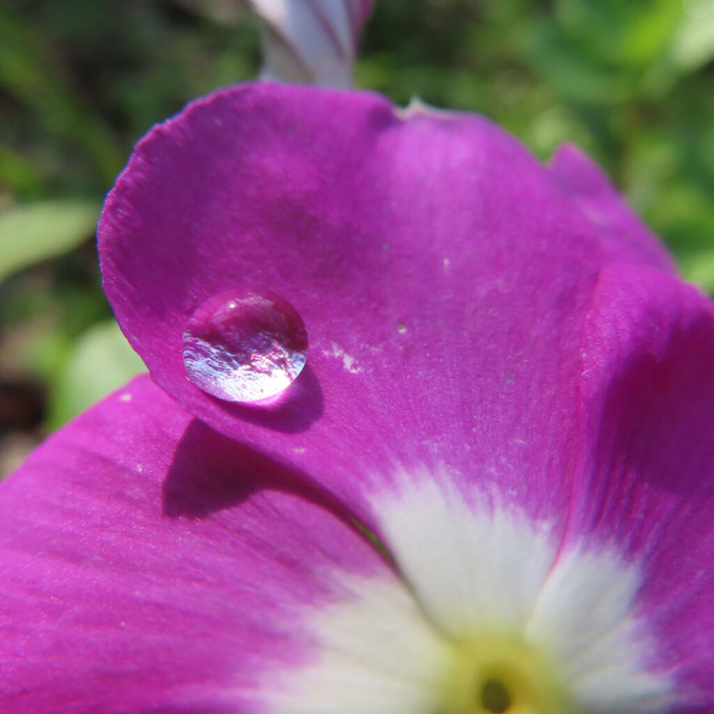 水滴が一粒のった紫色のニチニチソウの花びらを接写した無料写真