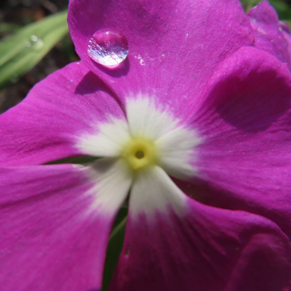 紫色のニチニチソウの花びらに水滴がのった接写無料写真