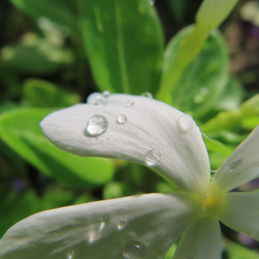 白いニチニチソウの花びらに透明な水滴がのる接写無料写真