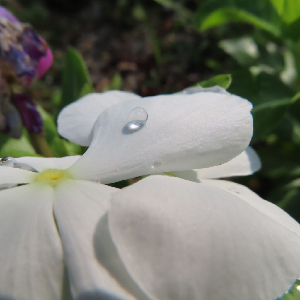 白いニチニチソウの花びらに透明な水滴が一粒のった接写無料写真