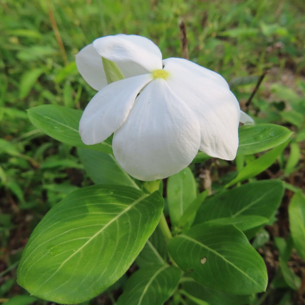 緑の葉に囲まれた白いニチニチソウの花を接写した無料写真