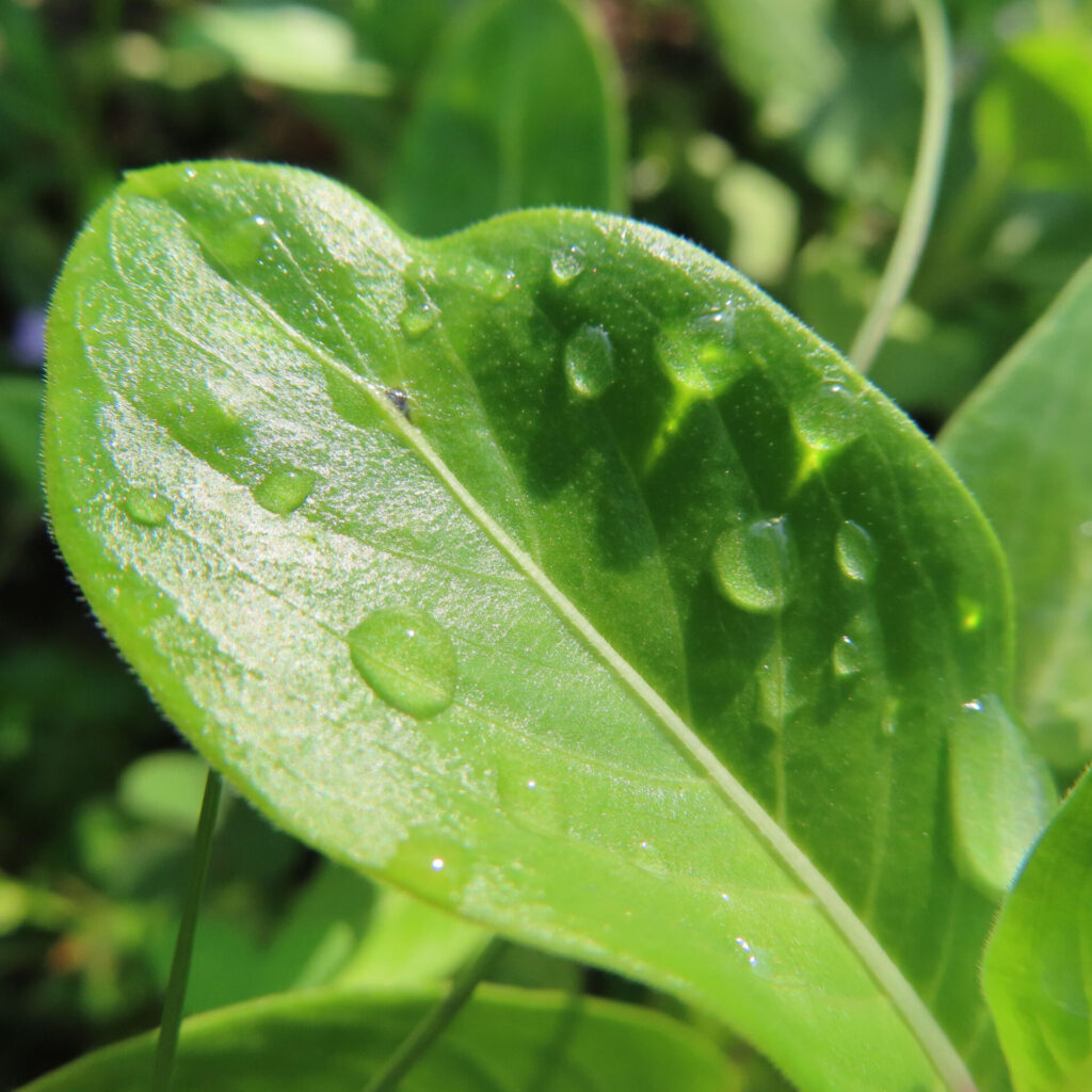 水滴が散りばめられたニチニチソウの緑の葉を接写した無料写真