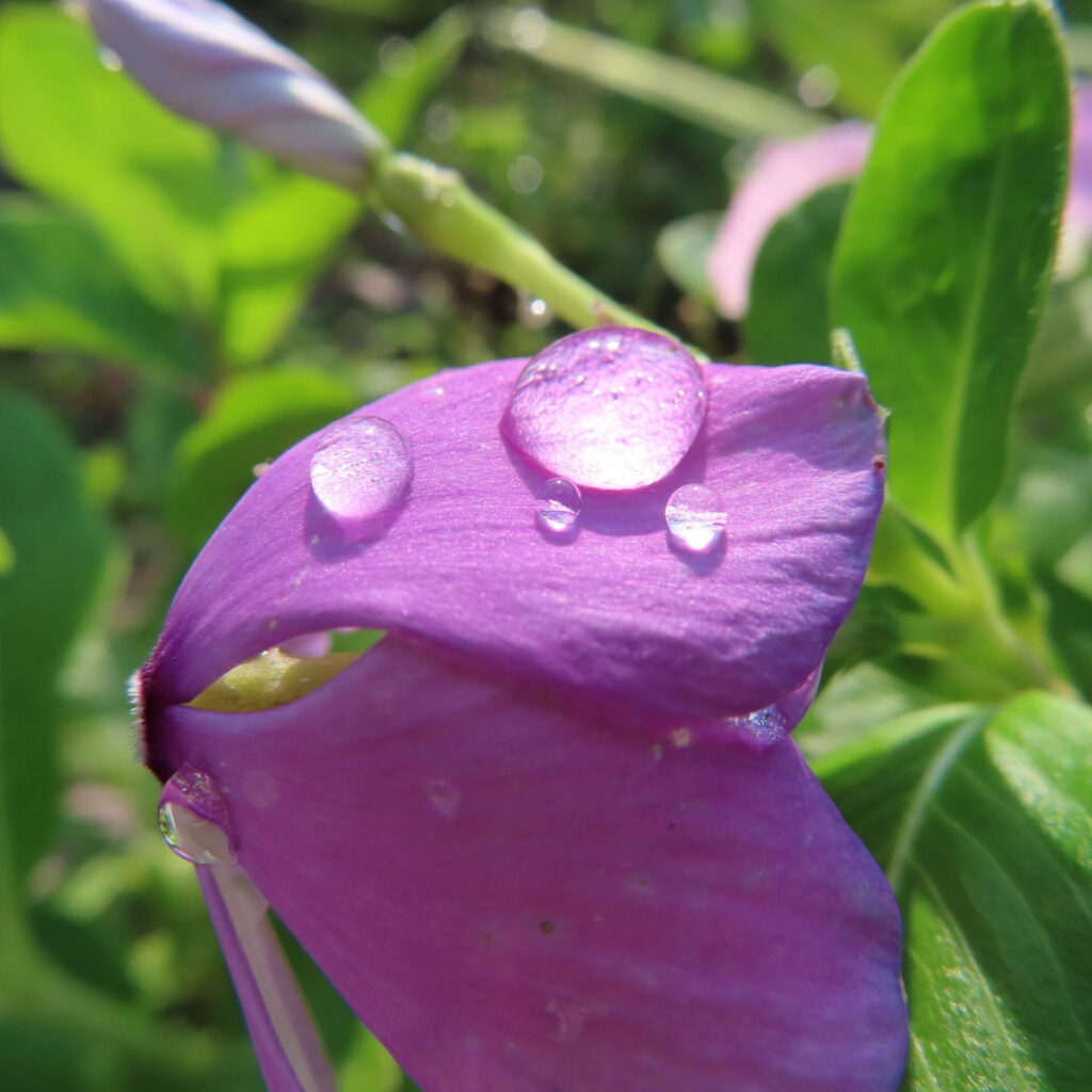 紫色のニチニチソウの花びらに大粒の水滴が光る接写無料写真