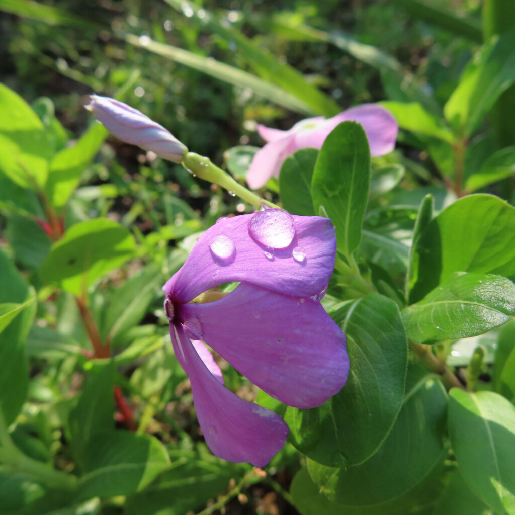 朝露に濡れた紫色のニチニチソウの花びらを接写した無料写真