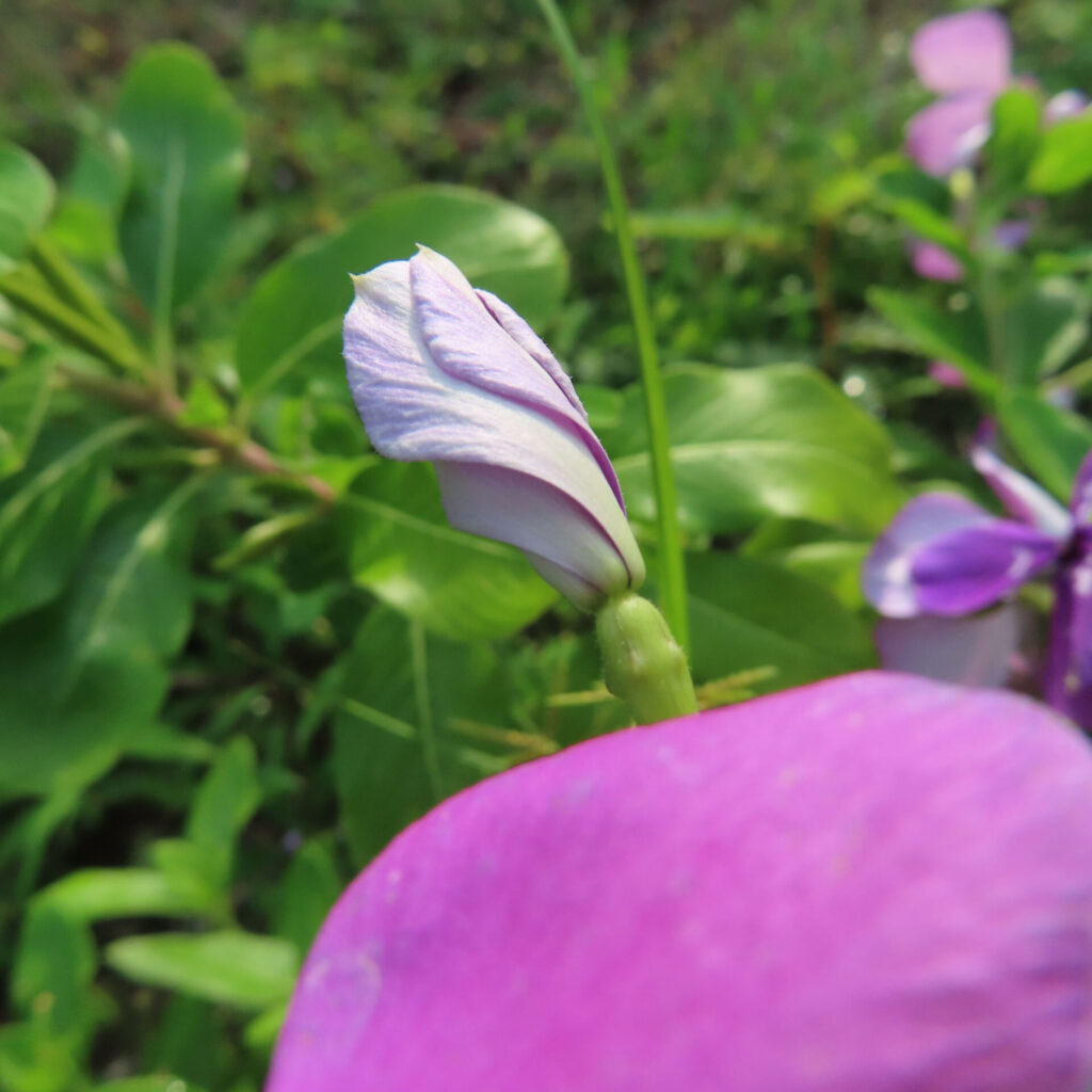 紫色のニチニチソウの蕾を接写した無料写真