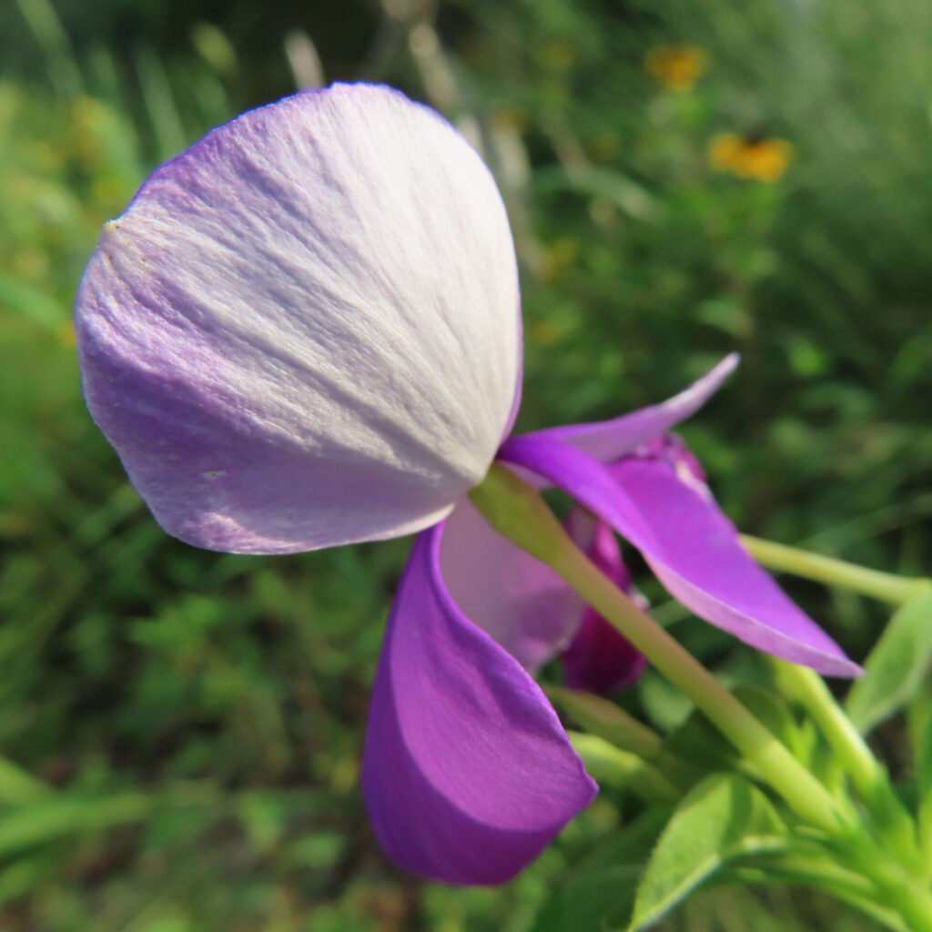紫と白のコントラストが美しいニチニチソウの花を横から撮影した無料写真