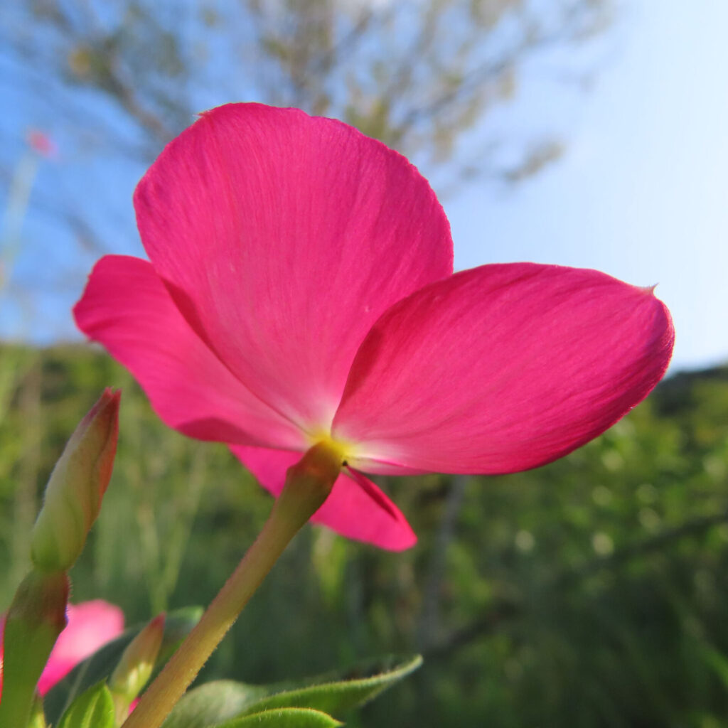 青空を背景にピンク色のニチニチソウの花を下から見上げて撮影した無料写真