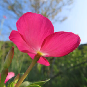 青空を背景にピンク色のニチニチソウの花を下から見上げて撮影した無料写真