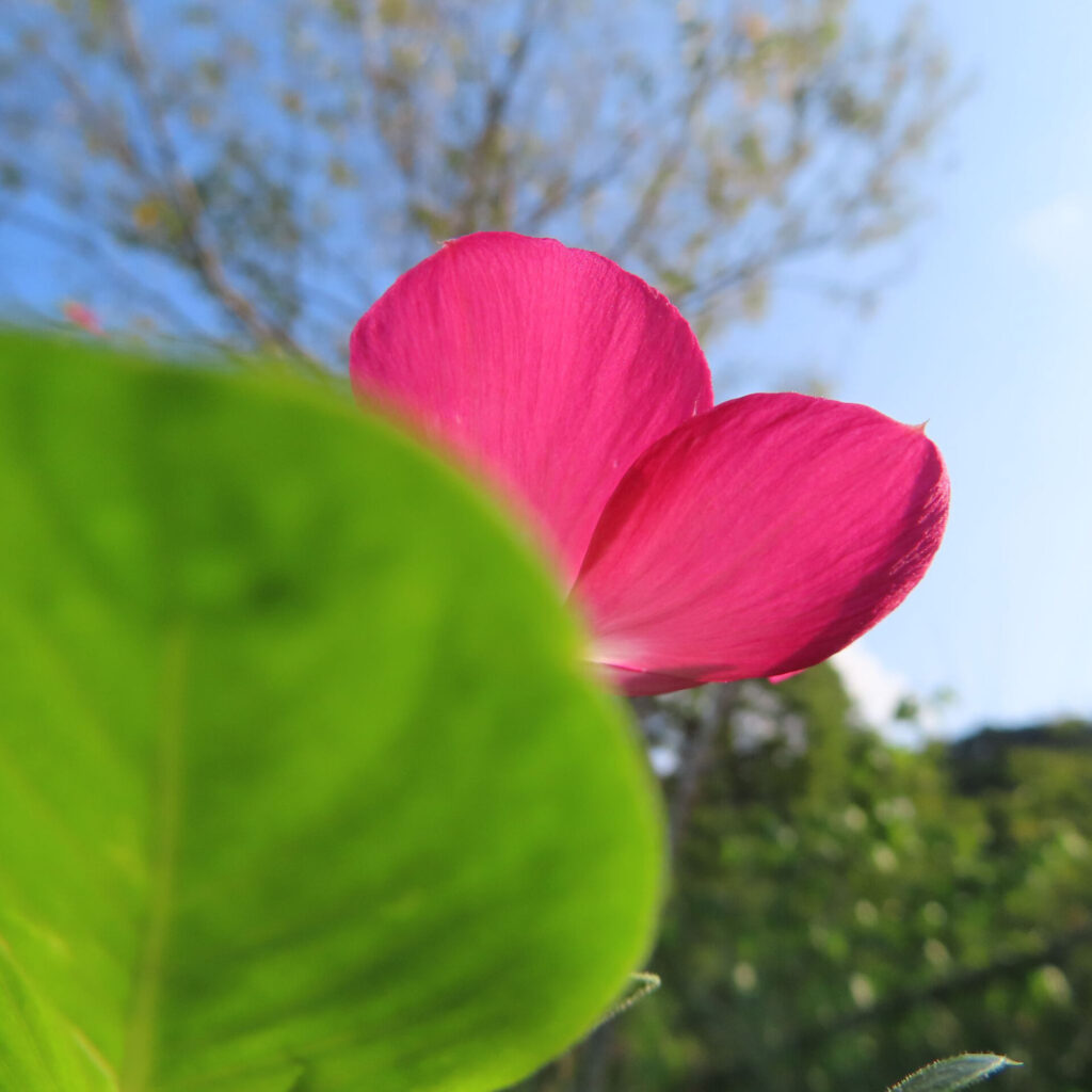 緑の葉に隠れるように咲くピンク色のニチニチソウを下から見上げた無料写真