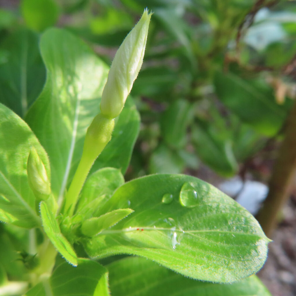 ニチニチソウの蕾と緑の葉に水滴が光る接写無料写真