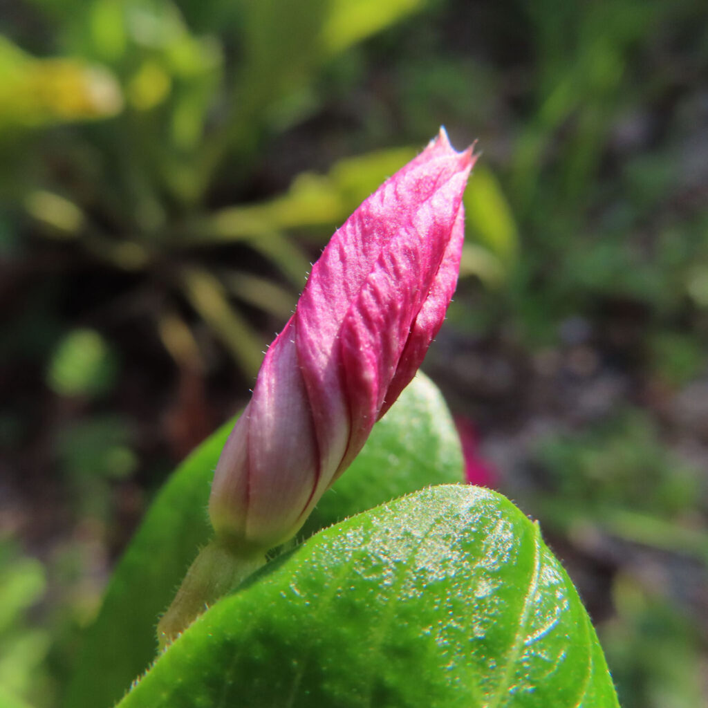 鮮やかなピンクのニチニチソウの蕾を接写した無料写真