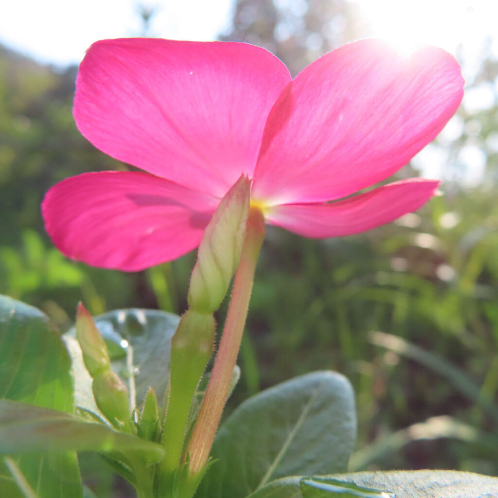 逆光に輝くピンクのニチニチソウの花を下から見上げた接写無料写真