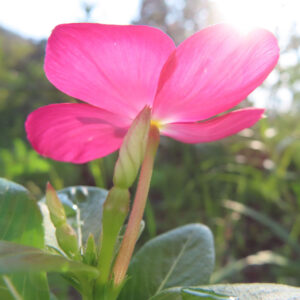 逆光に輝くピンクのニチニチソウの花を下から見上げた接写無料写真