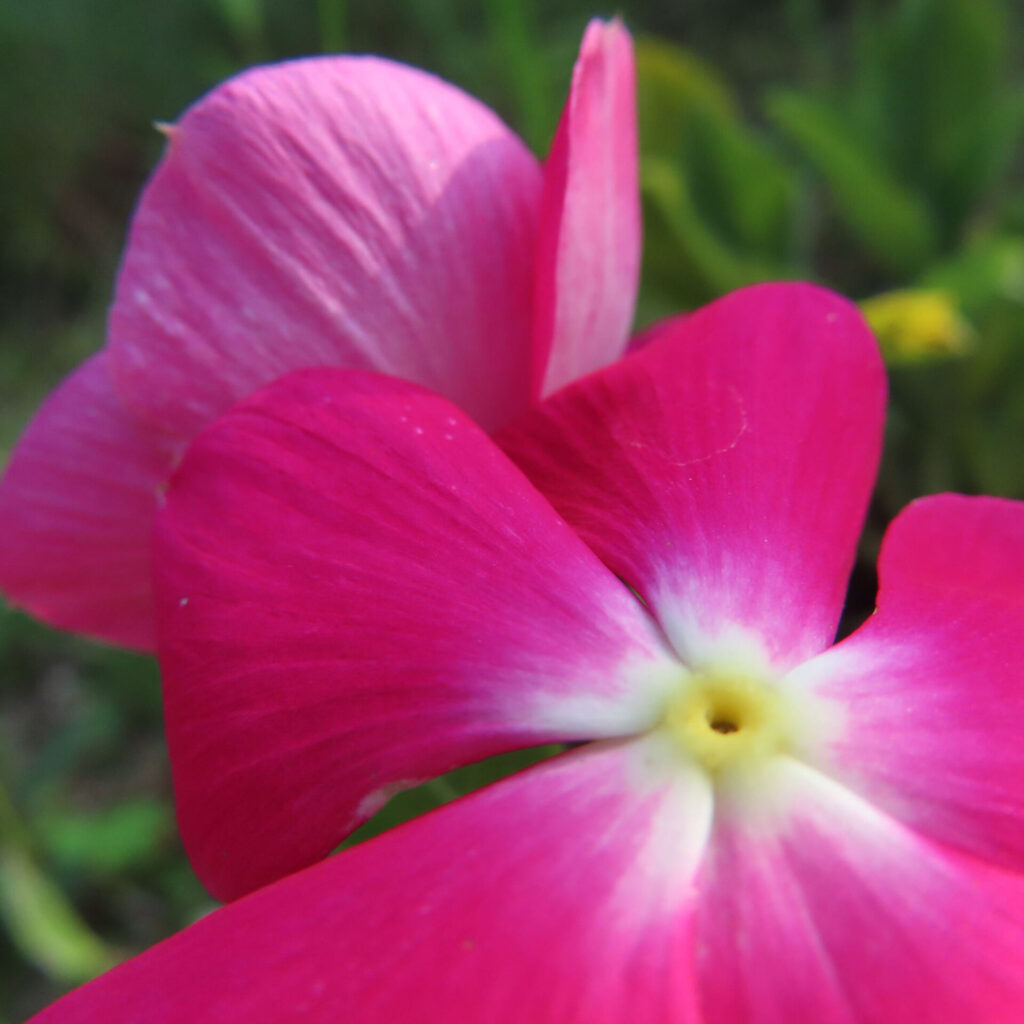 鮮やかなピンク色のニチニチソウの花を接写した無料写真