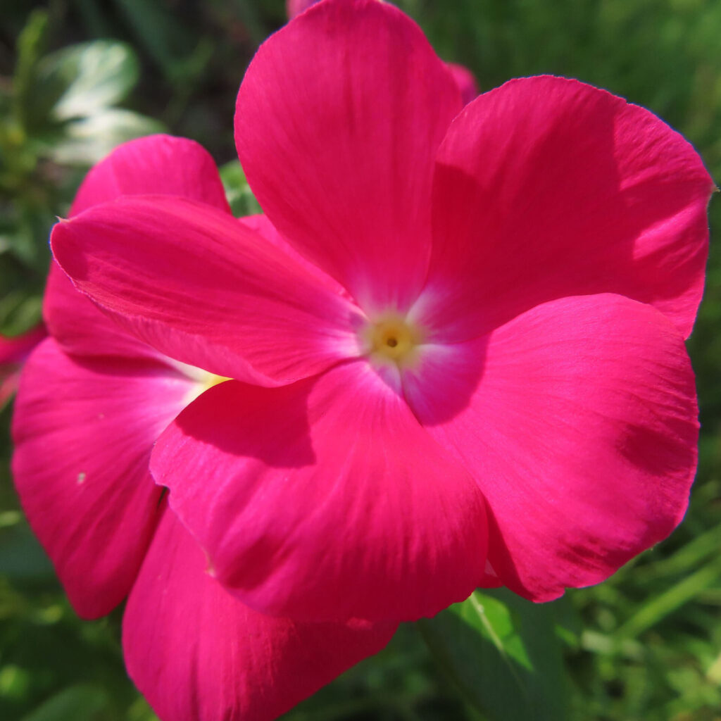 濃いピンクの花びらと白黄色の中心を持つニチニチソウの花を接写した無料写真