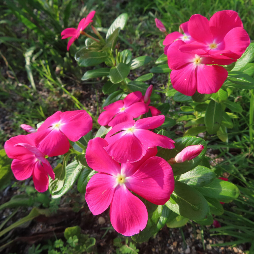 鮮やかなピンクのニチニチソウの花が群生する様子を撮影した高画質無料写真