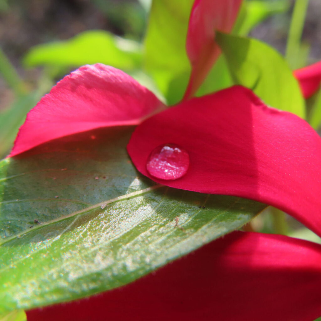 ニチニチソウの赤い花びらと葉に光る水滴の接写写真