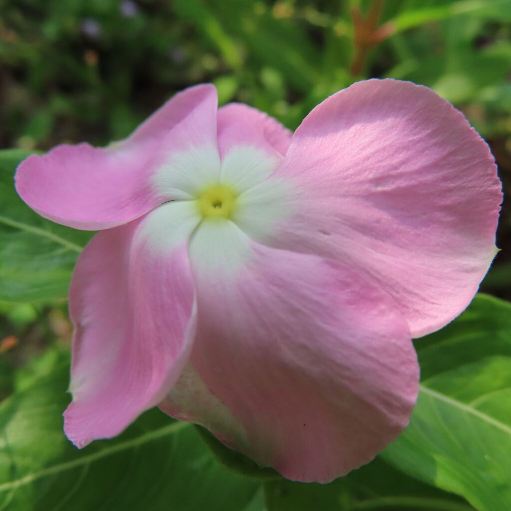 ピンク色のニチニチソウの花が咲く接写写真