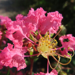 サルスベリの花をクローズアップ撮影、ピンクの花弁と黄色い雄しべが鮮やかに映える夏の花