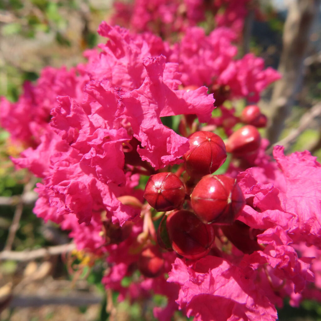 サルスベリの花と赤い蕾をクローズアップ撮影、鮮やかなピンクの花弁と丸みを帯びた蕾が夏の日差しに輝く写真