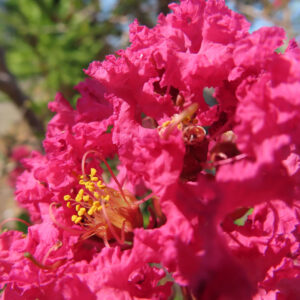 サルスベリの花をクローズアップ撮影、鮮やかなピンクの花弁と黄色い雄しべが映える夏の花