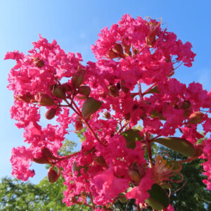 青空に映えるサルスベリの花房、鮮やかなピンクの花弁と蕾が枝いっぱいに広がる夏の花
