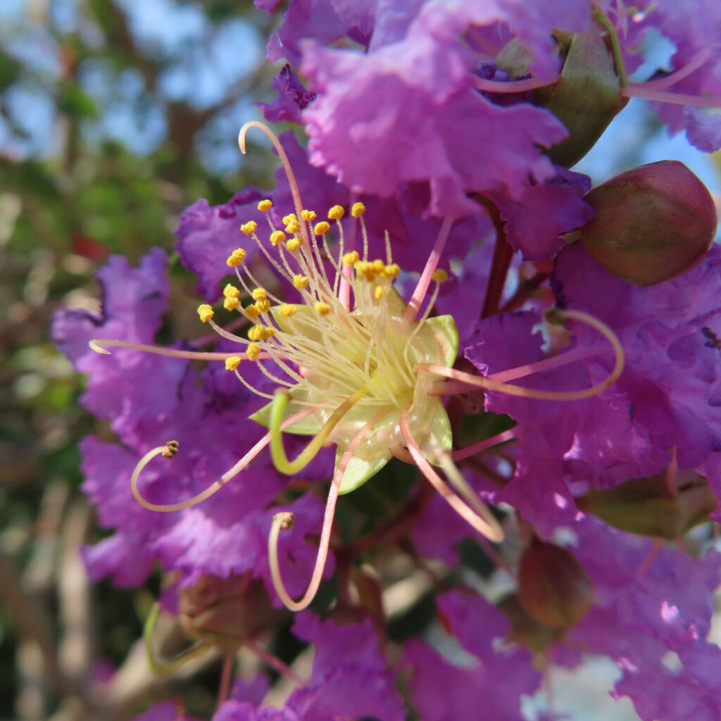 サルスベリの紫色の花をクローズアップ撮影、黄色い雄しべと細長い花糸が際立つ夏の花