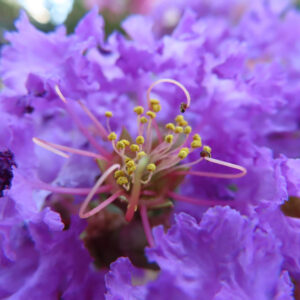 サルスベリの紫色の花をマクロ撮影、黄色い雄しべと繊細な花糸が際立つクローズアップ写真