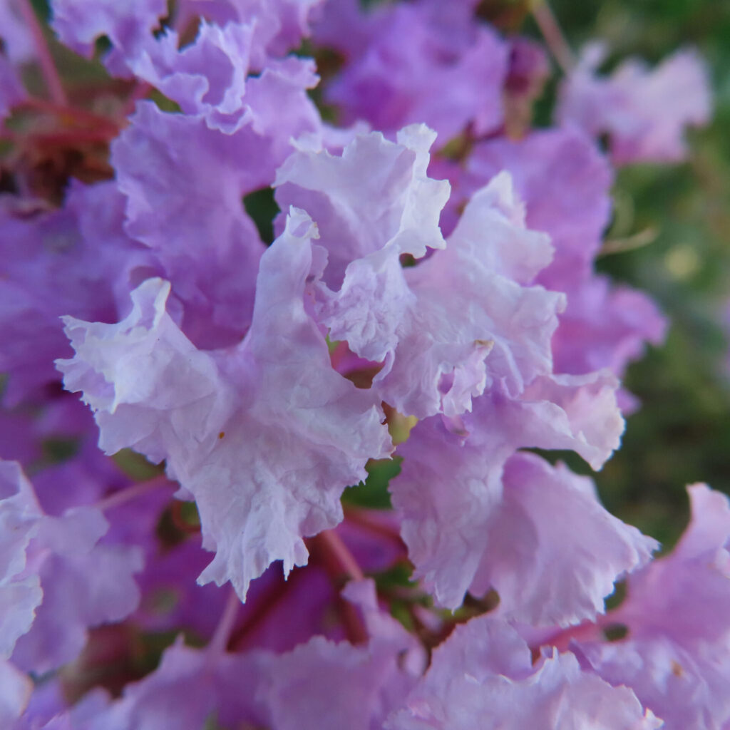 サルスベリの淡い紫色の花をクローズアップ撮影、繊細なフリル状の花弁が重なり合う夏の花