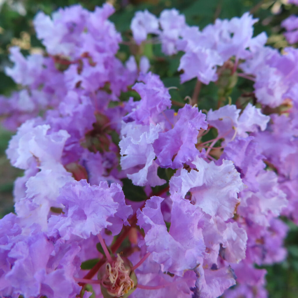 サルスベリの淡紫色の花房をクローズアップ撮影、フリル状の花弁が密集して咲く夏の花